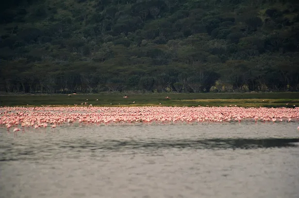 Flamingos