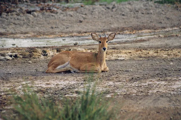 Antilope