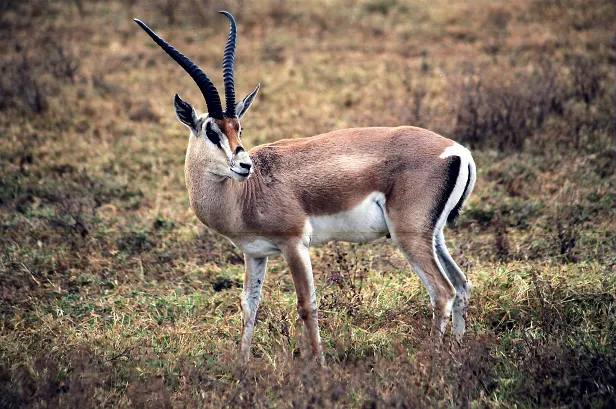 Buntbock