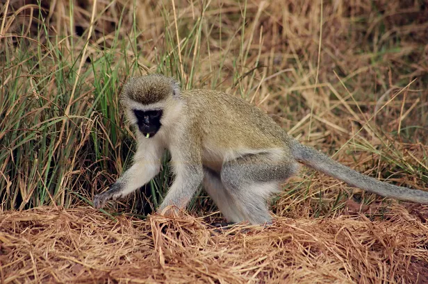 Meerkatze