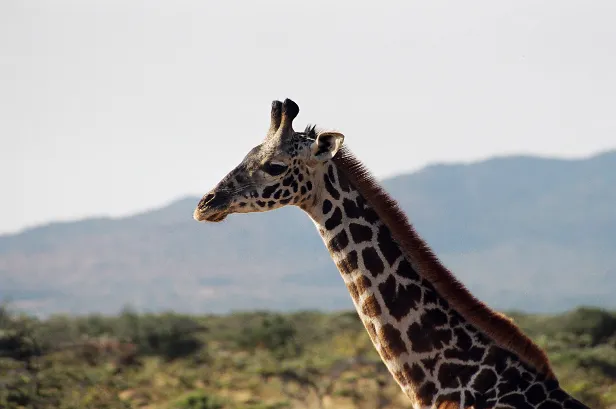 Massaigiraffe