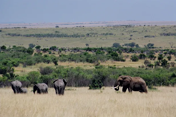 Elefanten in der Masai Mara