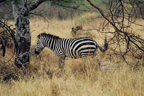 Zebra