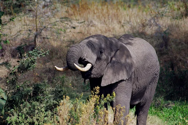 Elefant