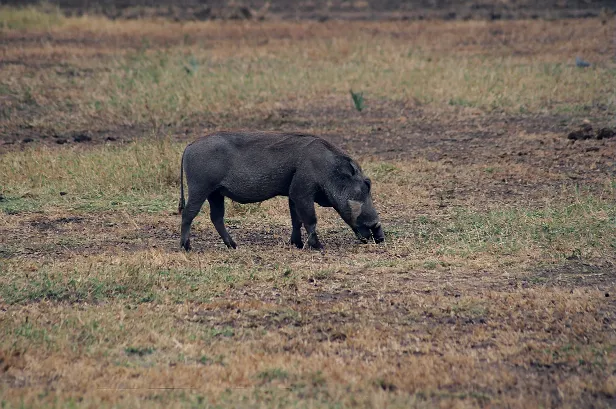 Warzenschwein