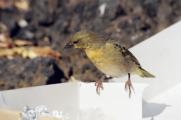 Weberevogel