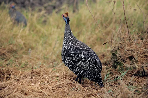 Perlhuhn