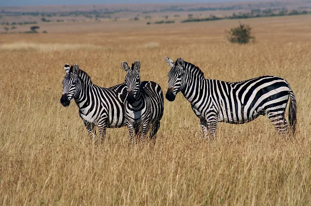 Zebras