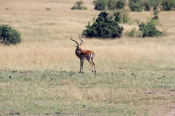 Impala