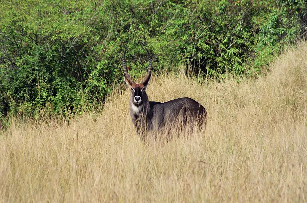 Wasserbock