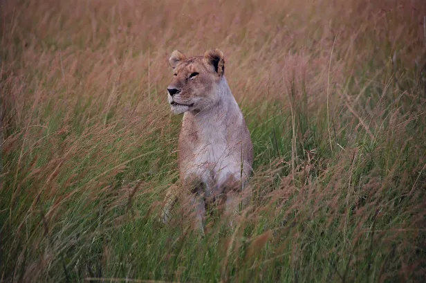 Löwe ♀