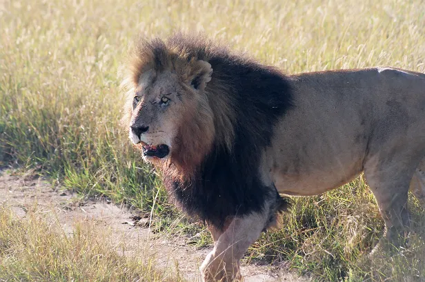 Löwe ♂