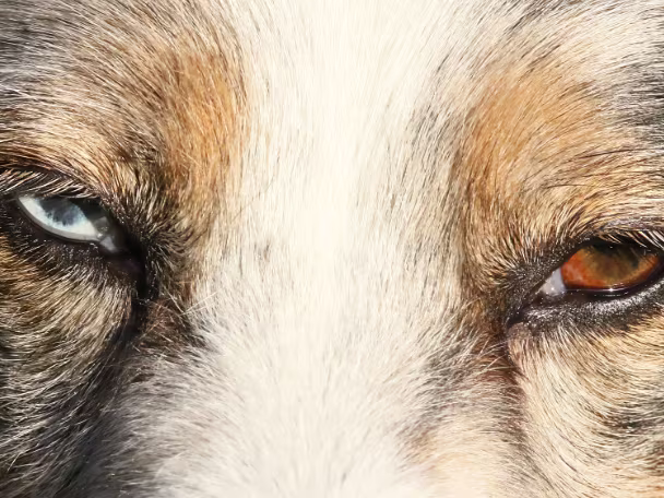 Augen