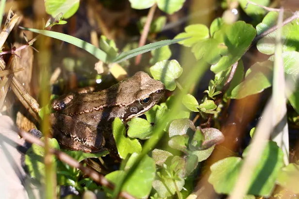 Grasfrosch