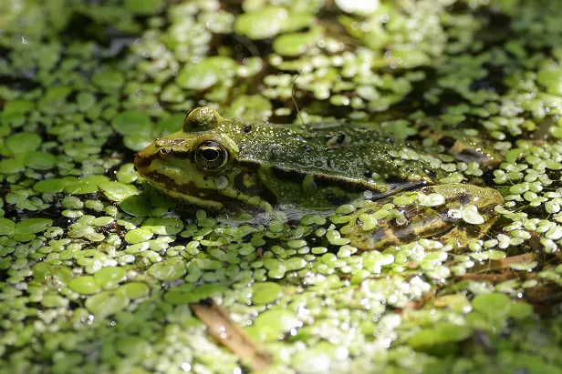 Teichfrosch