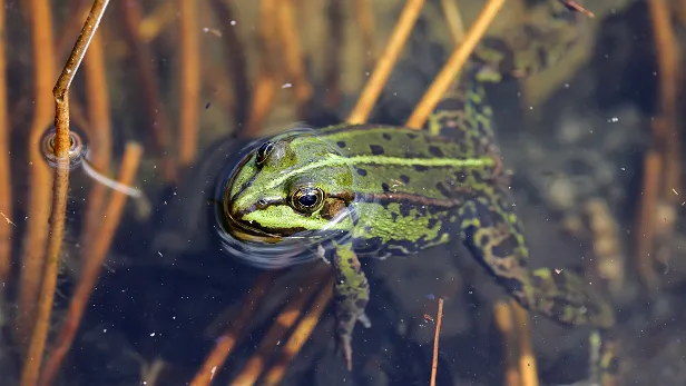 Wasserfrosch