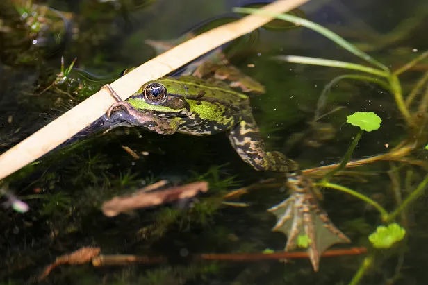 Wasserfrosch