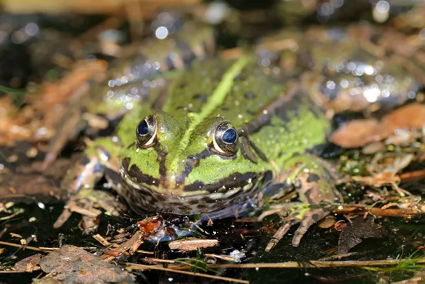 Wasserfrosch