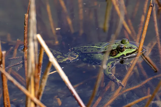 Wasserfrosch