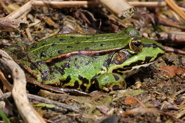 Wasserfrosch
