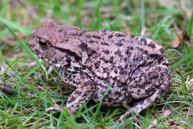 Erdkröte