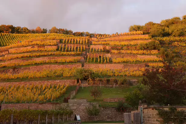 Weinberg Niederlößnitz