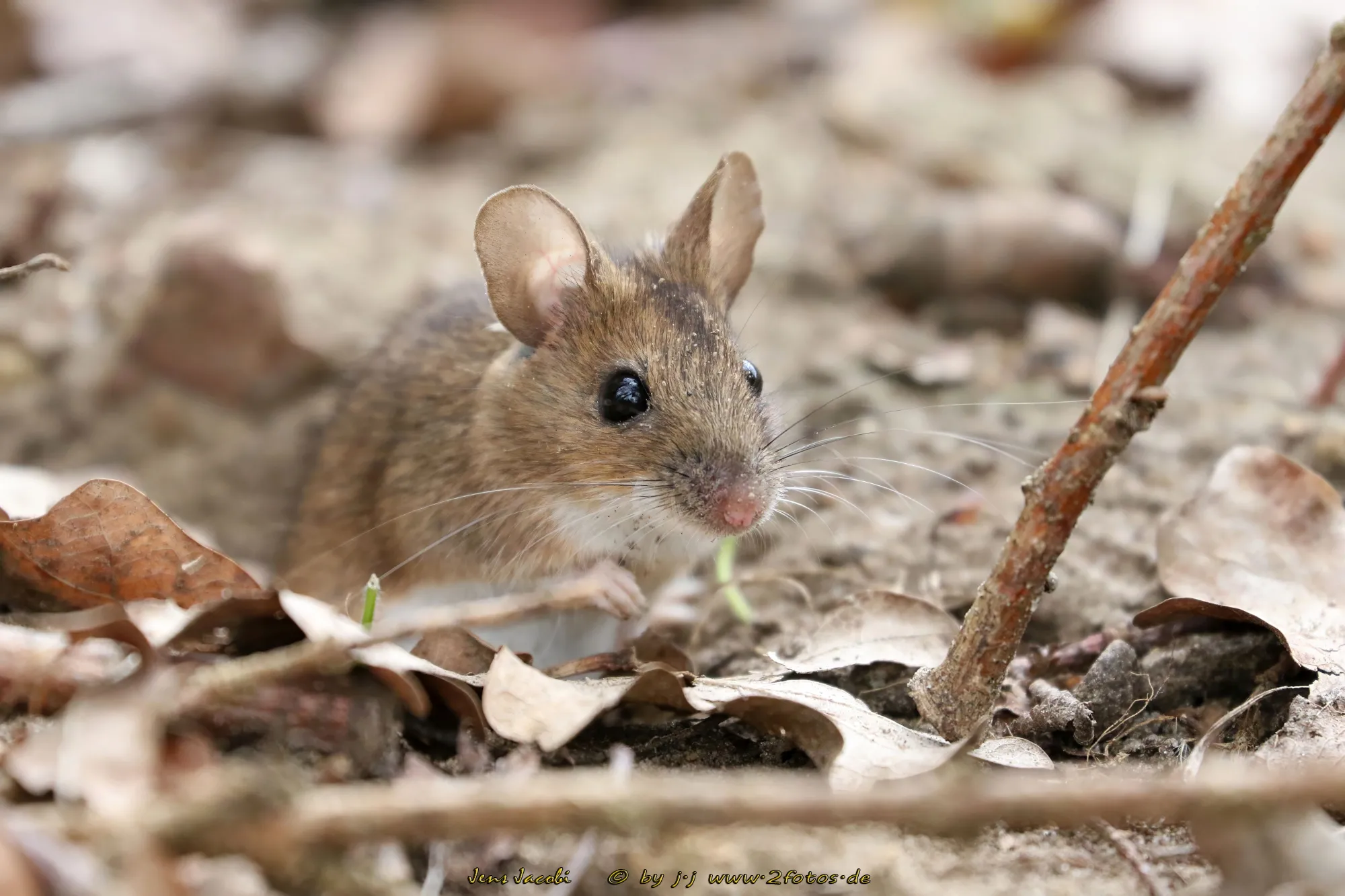 Maus 