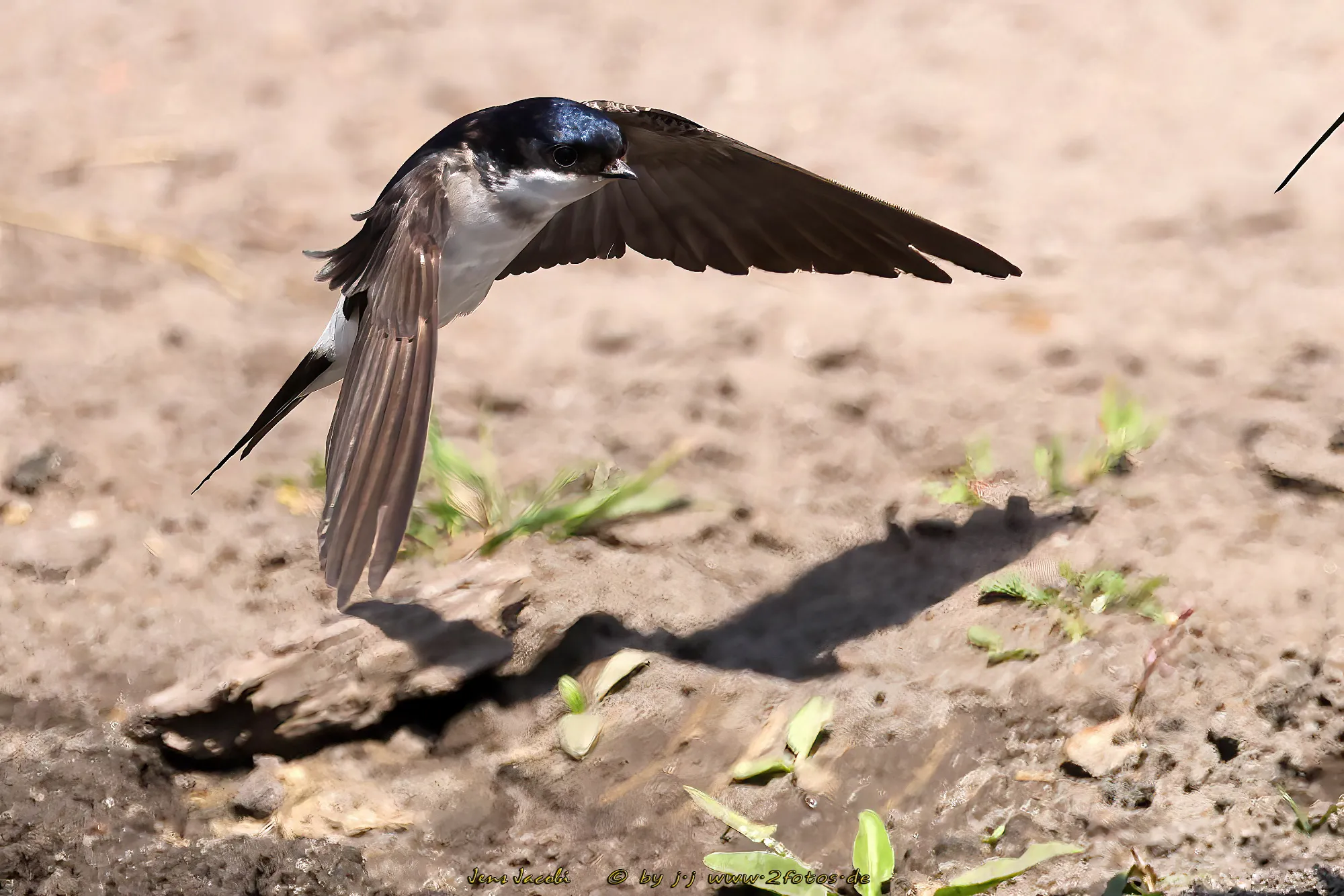 Mehlschwalbe Delichon urbicum