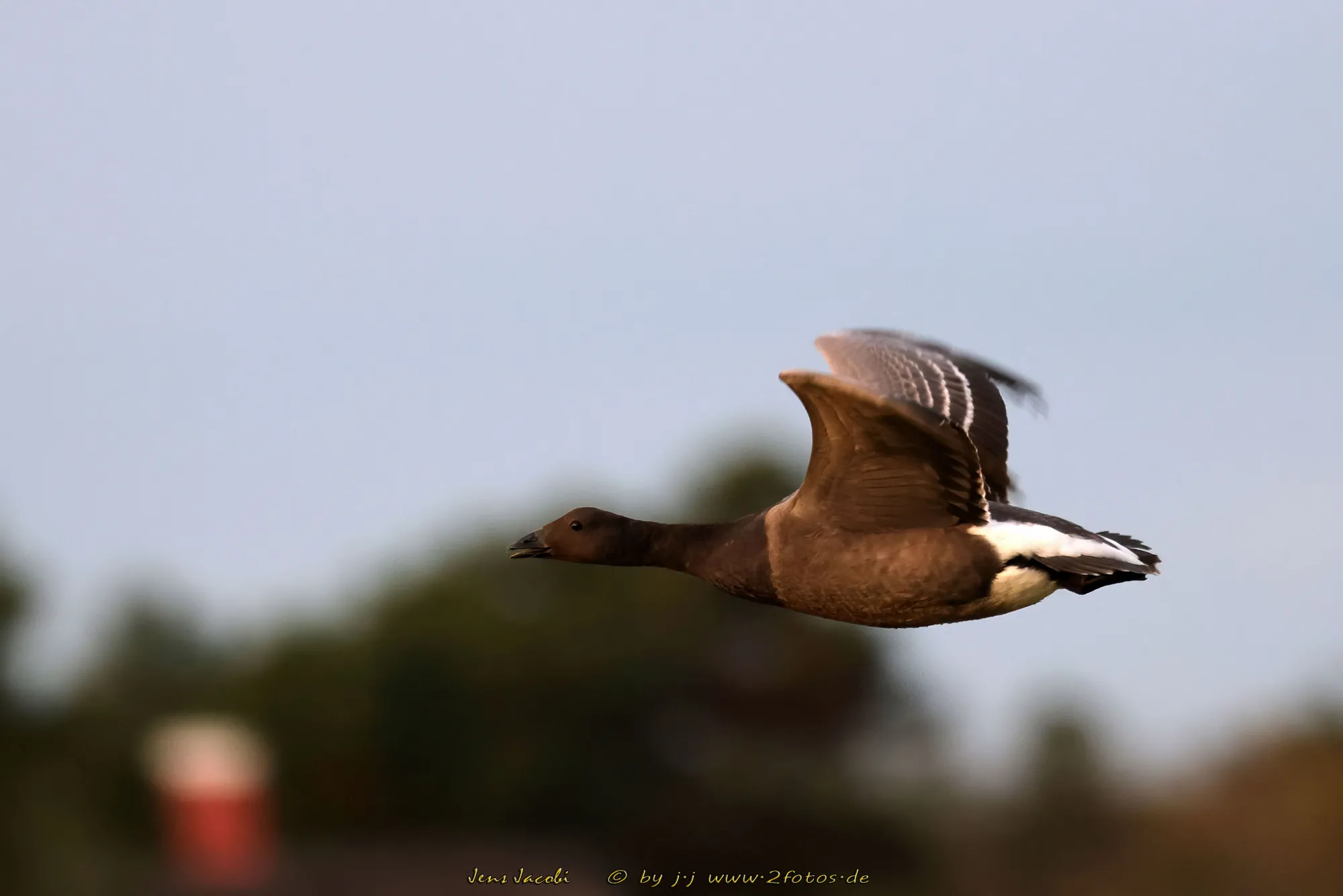 Ringelgans Branta bernicla