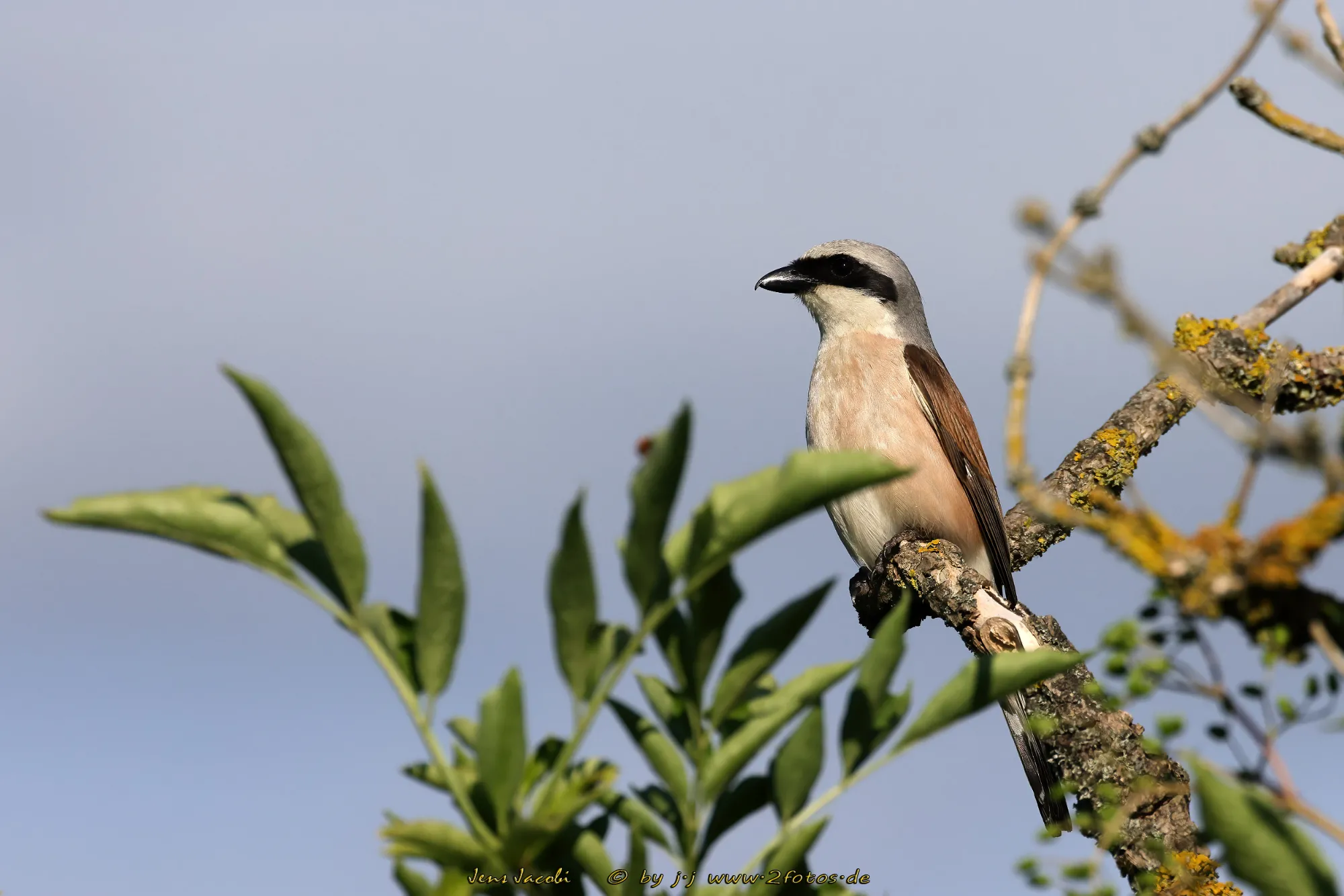Neuntöter ♂ Lanius collurio