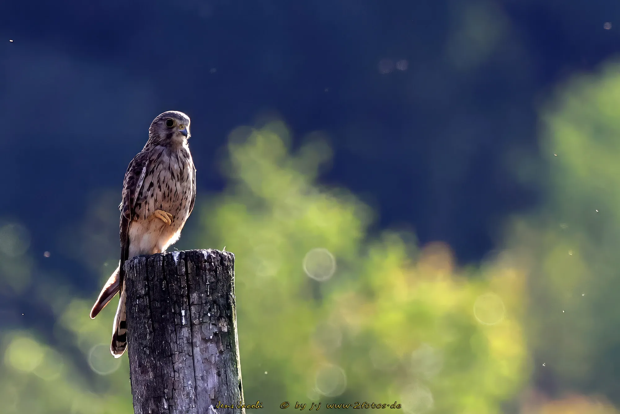 Turmfalke Falco tinnunculus