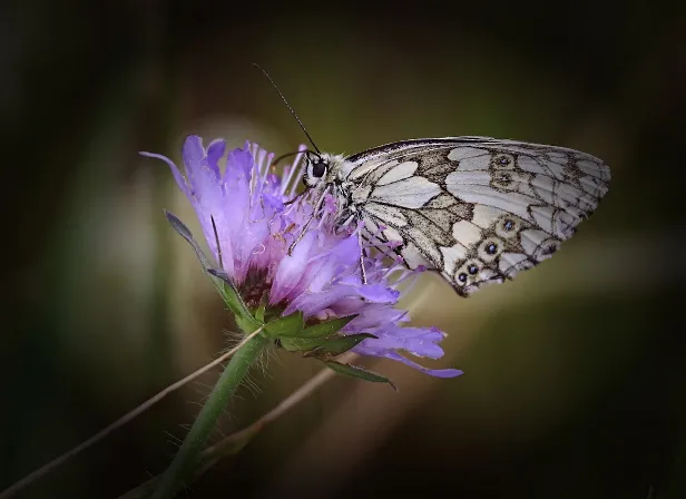 Schachbrett Melanargia galathea Kanten abgedunkelt