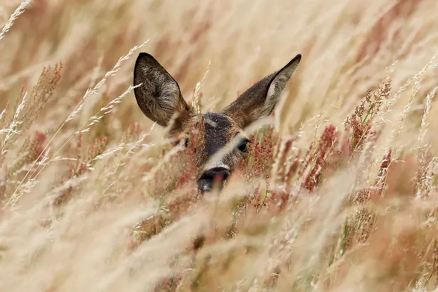 Reh Capreolus capreolus