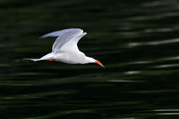 Flussseeschwalbe Sterna hirundo