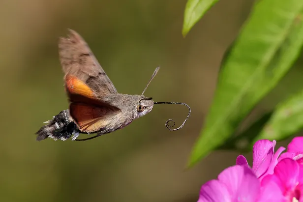 Taubenschwänzchen Macroglossum stellatarum