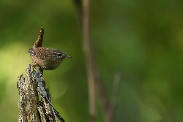 Zaunkönig Troglodytes troglodytes