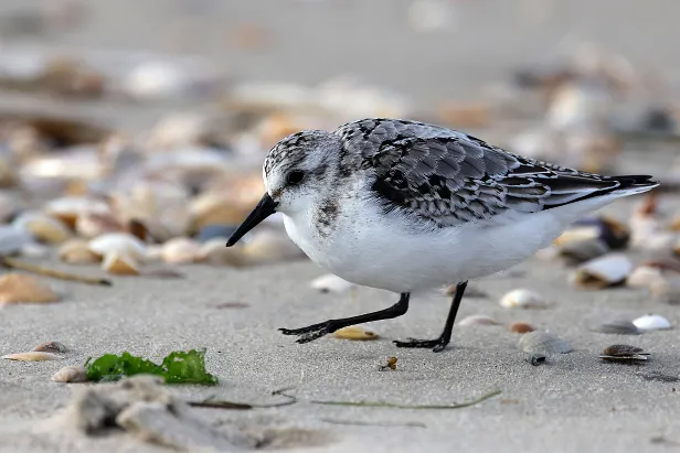 Sanderling Calidris alba