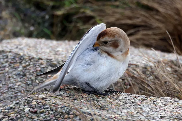 Schneeammer Plectrophenax nivalis