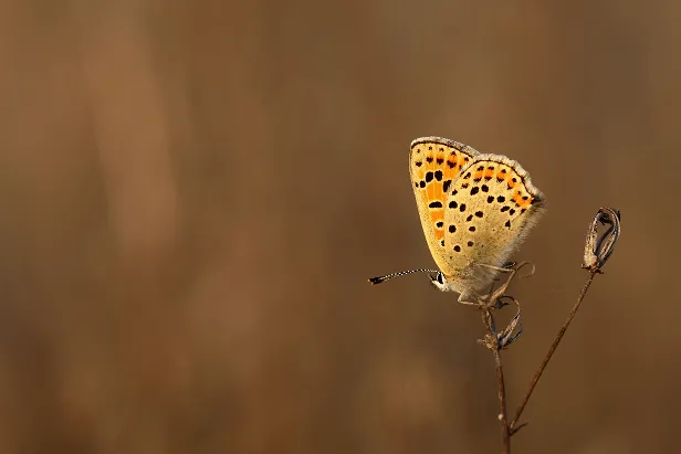 Großer Feuerfalter Lycaena dispar