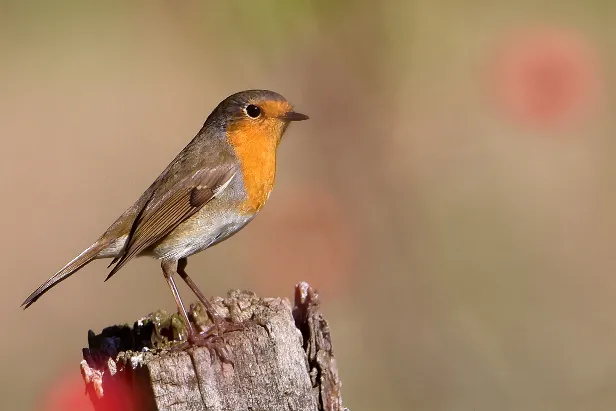 Rotkehlchen Erithacus rubecula