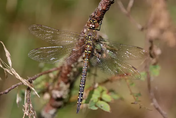 Herbst-Mosaikjungfer