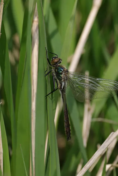 Arktische Smaragdlibelle