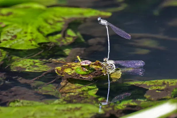 Blaue Federlibelle