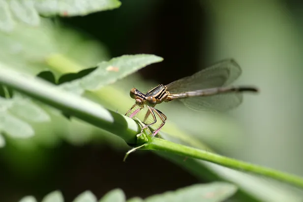 Blaue Federlibelle ♀