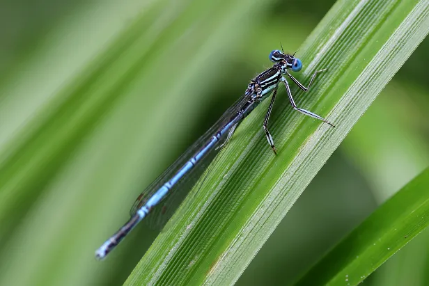 Blaue Federlibelle