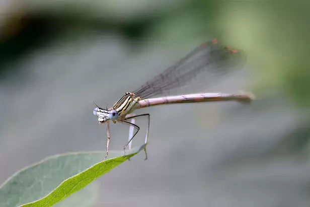 Blaue Federlibelle