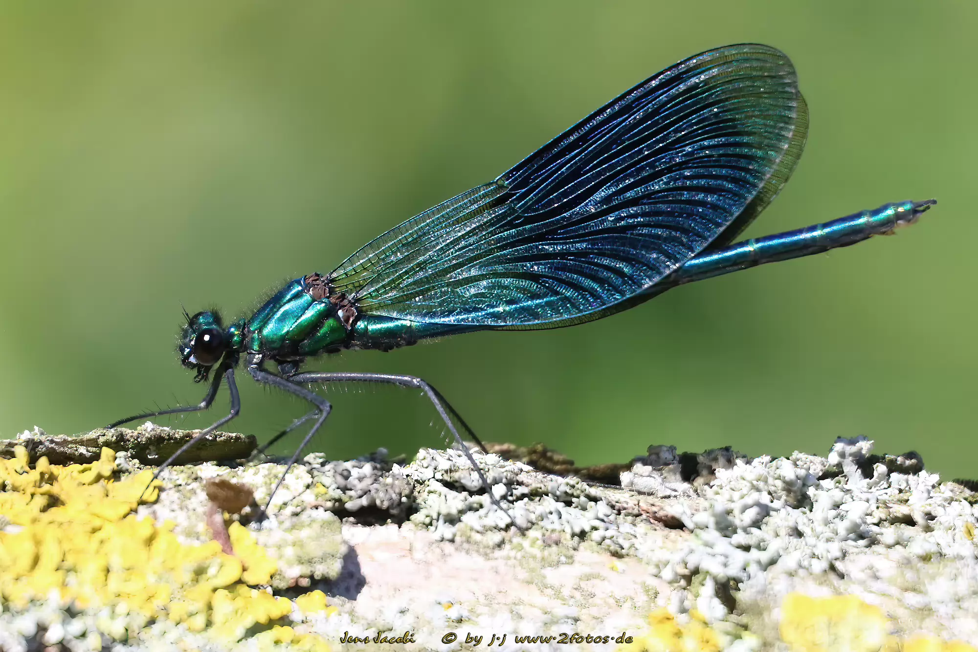 Gebänderte Prachtlibelle ♂ 