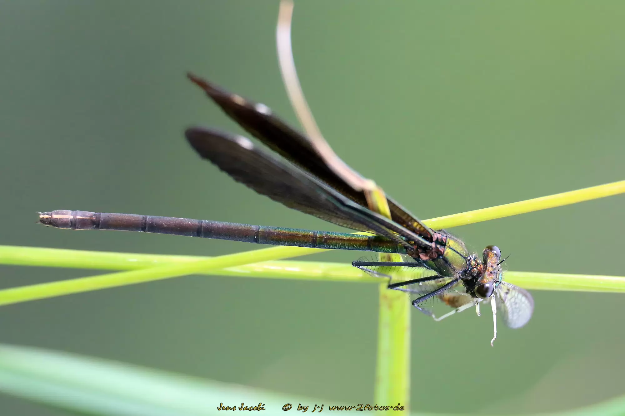 Blauflügel-Prachtlibelle ♀ 