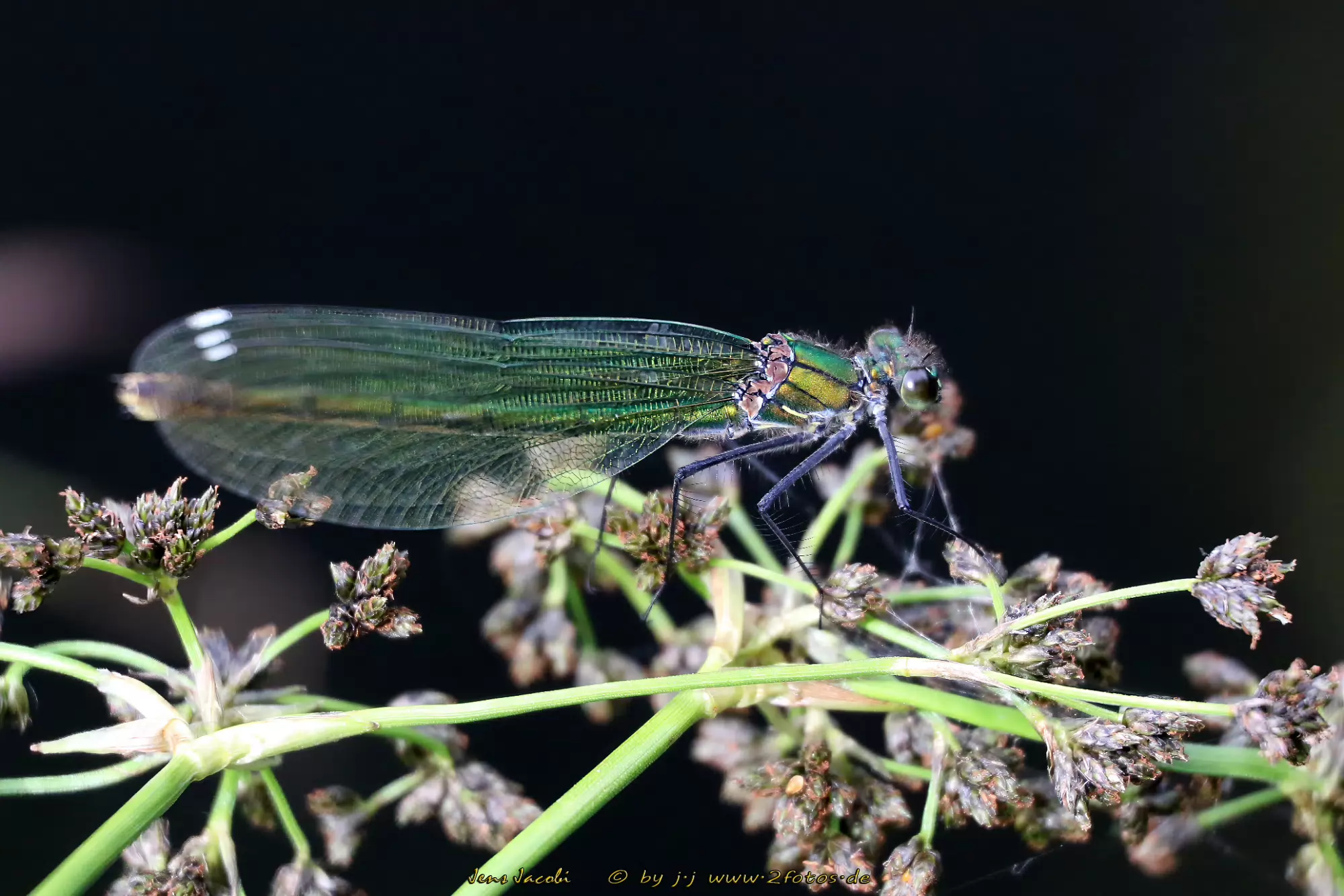 Gebänderte Prachtlibelle ♀ 