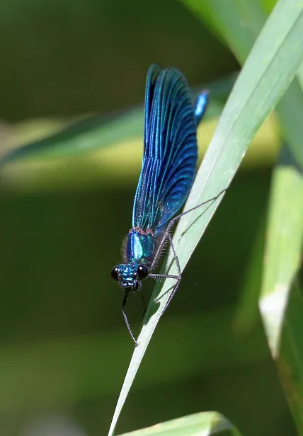 Gebänderte Prachtlibelle ♂